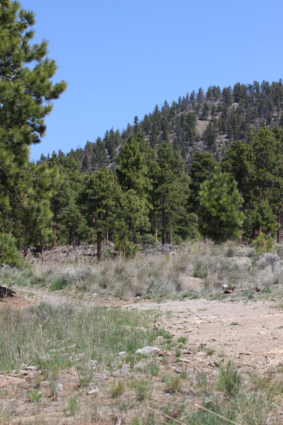 Scratchgravel Hills